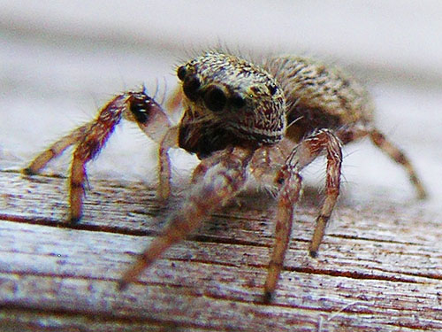 juvenile jumping spider Pelegrina sp. on bridge railing, Gold Creek/Davis Trail, Kitsap County, Washington