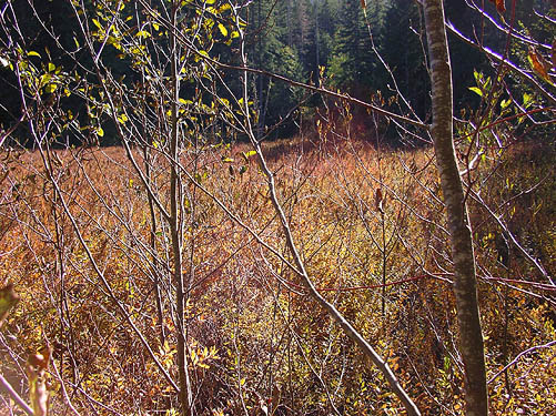 Spiraea stand in beaver marsh along Gold Creek Trail, Kitsap County, Washington