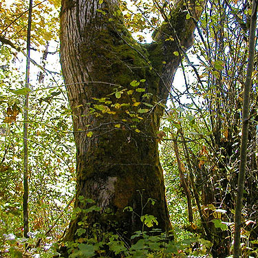 massive cottonwood trunk near Gold Creek Trailhead, Kitsap County, Washington