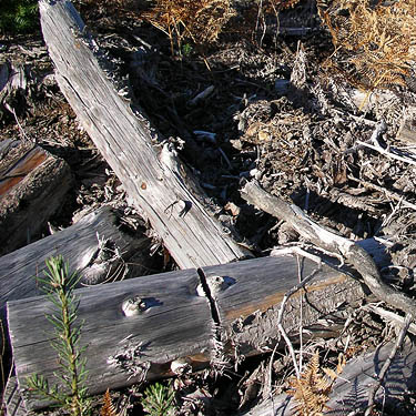 sun-bleached dead wood in clearcut, Gold Creek/Davis Trail, Kitsap County, Washington