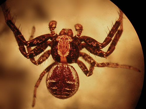 male crab spider Xysticus montanensis, Gold Creek/Davis Trail, Kitsap County, Washington