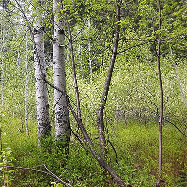 aspen trunks in the "meadow" habitat, Grasshopper Meadows Campground, Chelan County, Washington