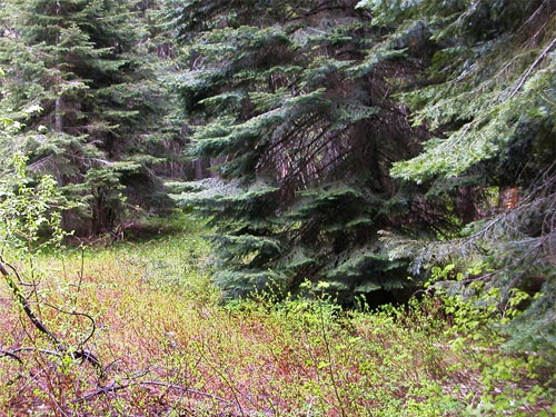 grand fir foliage at edge of meadow, Grasshopper Meadows Campground, Chelan County, Washington