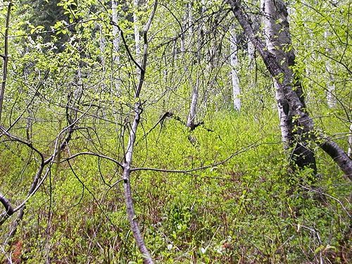 near-impenetrable tangle in "meadow" habitat, Grasshopper Meadows Campground, Chelan County, Washington