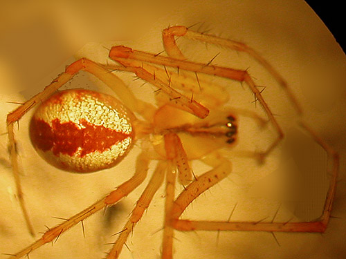 Pityohyphantes sp. #5 sheetweb weaving spider, Linyphiidae, Grasshopper Meadows Campground, Chelan County, Washington