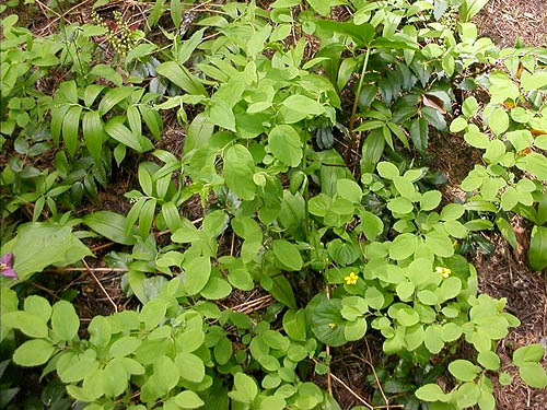 herb-shrub understory, Grasshopper Meadows Campground, Chelan County, Washington