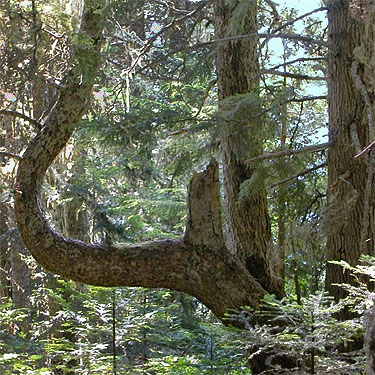 tree with bent trunk, south slope of Green Mountain, Snohomish County, Washington