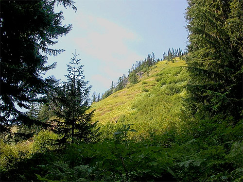 trail comes out of forest into giant meadow, south slope of Green Mountain, Snohomish County, Washington