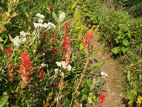 trail in flowery subalpine meadow, south slope of Green Mountain, Snohomish County, Washington