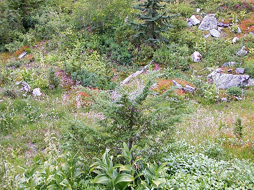 subalpine glade, south slope of Green Mountain, Snohomish County, Washington
