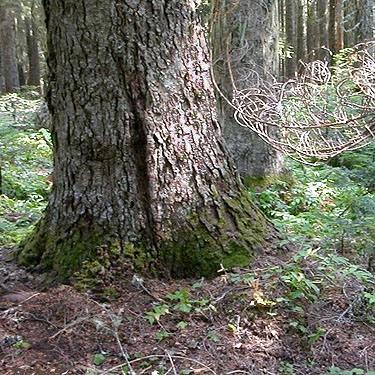 old growth hemlock trunk, south slope of Green Mountain, Snohomish County, Washington