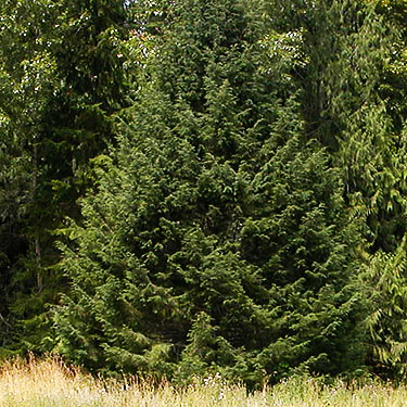 Douglas-fir foliage at edge of  Green Mountain Pasture, Snohomish County, Washington