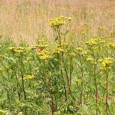 patch of tansy ragwort in meadow,  Green Mountain Pasture, Snohomish County, Washington
