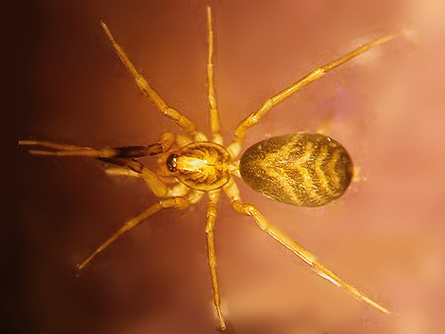 corinnid spider Phrurotimpus borealis from under fallen bark,  Green Mountain Pasture, Snohomish County, Washington