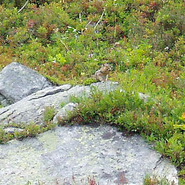 pika in subalpine glade, south slope of Green Mountain, Snohomish County, Washington