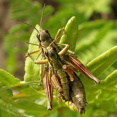 grasshoppers copulating, south slope of Green Mountain, Snohomish County, Washington