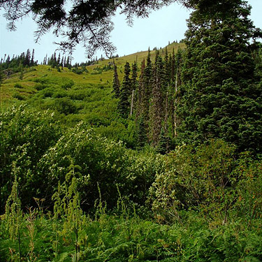 slide alder thicket at treeline, south slope of Green Mountain, Snohomish County, Washington