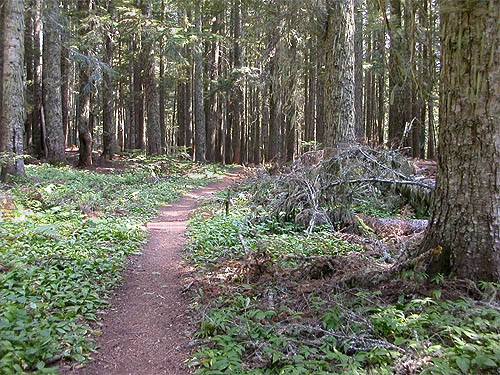 typical stretch of forest trail, south slope of Green Mountain, Snohomish County, Washington