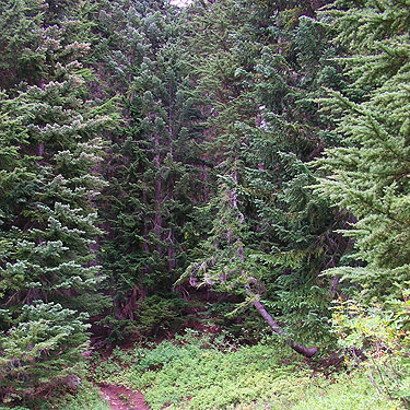 subalpine tree group, south slope of Green Mountain, Snohomish County, Washington