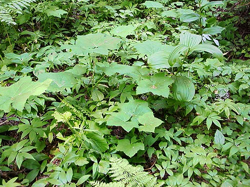 understory in a glade, south slope of Green Mountain, Snohomish County, Washington
