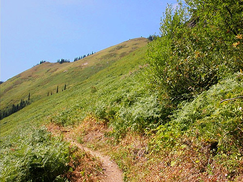 giant subalpine bracken-flower meadow, south slope of Green Mountain, Snohomish County, Washington