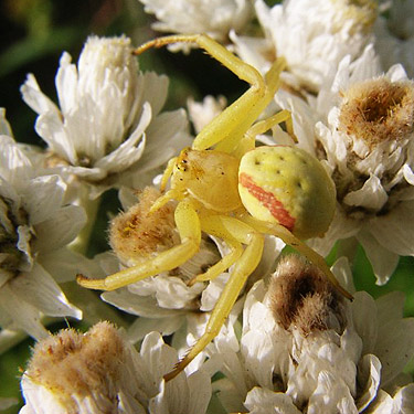 female crab spider Misumena vatia on subalpine flower, south slope of Green Mountain, Snohomish County, Washington