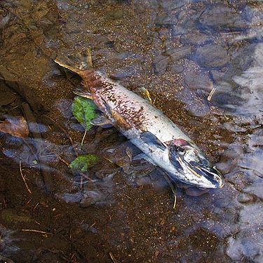 dead coho salmon in Greenwater River tributary, 3.5 miles SE of Greenwater, King County, Washington