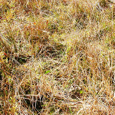 sweepable grass in clearcut, 2 miles SE of Greenwater, King County, Washington