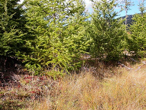 young Douglas-firs in clearcut, 2 miles SE of Greenwater, King County, Washington