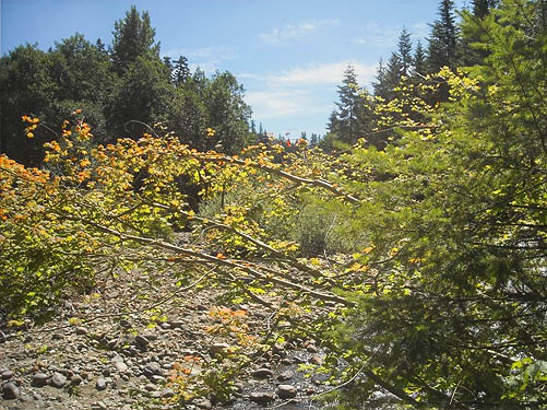 vine maple, spider collecting site on Greenwater River, Pierce County, Washington