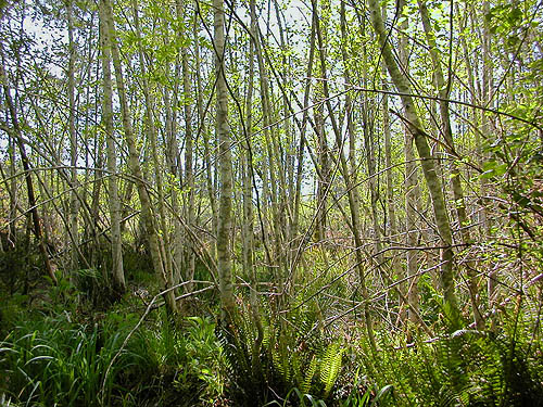 grove of young alder Alnus rubra, South Island Drive, Hartstene Island, Mason County, Washington