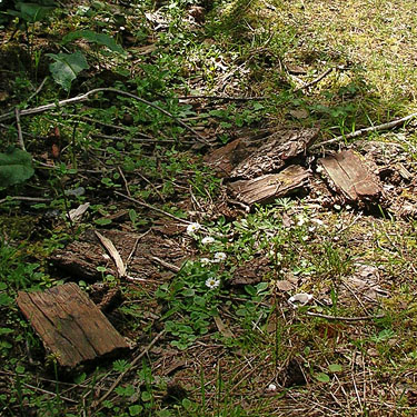 fallen Douglas-fir bark pieces, South Island Drive, Hartstene Island, Mason County, Washington