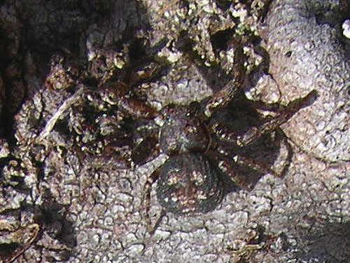 crab spider Bassaniana utahensis from bark of dead tree, South Island Drive, Hartstene Island, Mason County, Washington