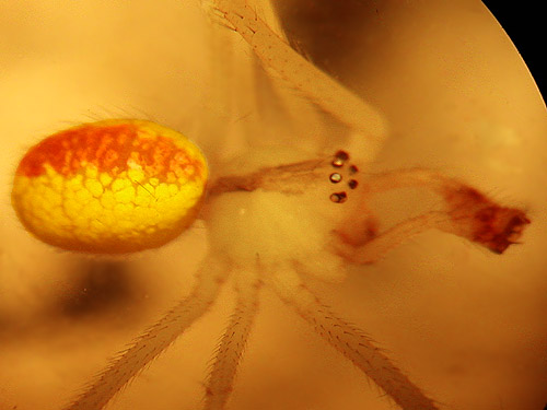 male theridiid spider Theridion californicum, South Island Drive, Hartstene Island, Mason County, Washington