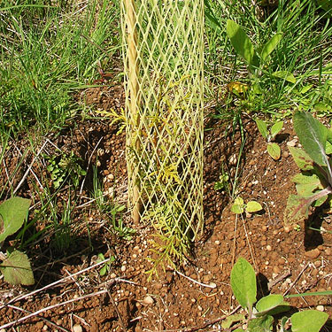 red cedar Thuja plicata seedling from clearcut, South Island Drive, Hartstene Island, Mason County, Washington