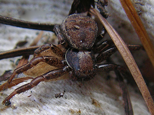 unusually dark crab spider Xysticus montanensis from South Island Drive, Hartstene Island, Mason County, Washington