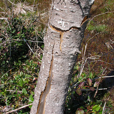 standing dead tree with loose bark, South Island Drive, Hartstene Island, Mason County, Washington