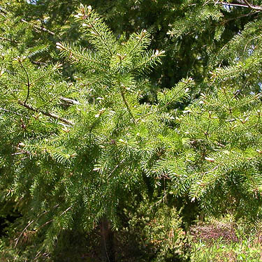 Douglas-fir foliage, South Island Drive, Hartstene Island, Mason County, Washington