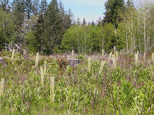 looking across clearcut at alder grove, South Island Drive, Hartstene Island, Mason County, Washington