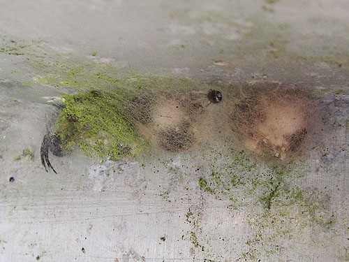 Zygiella x-notata in retreat under ledge on dock, Latimer's Landing county park, Pickering Passage, Mason County, Washington