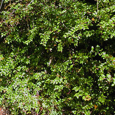 evergreen huckleberry Vaccinium ovatum in alder understory, South Island Drive, Hartstene Island, Mason County, Washington