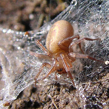 female spider Cicurina pusilla from South Island Drive, Hartstene Island, Mason County, Washington