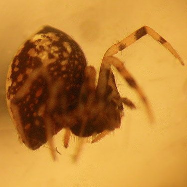 Trogloneta sp. spider from understory, South Island Drive, Hartstene Island, Mason County, Washington