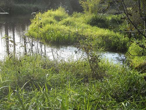 grassy bank of Little Spokane River, Haynes Estate Conservation Area, Spokane County, Washington