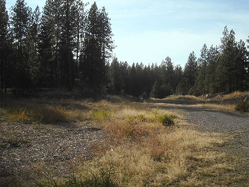 grassy area dried out on 9 Oct. 2013, Haynes Estate Conservation Area, Spokane County, Washington