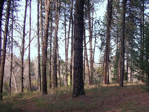 edge of pine forest above Little Spokane River, Haynes Estate Conservation Area, Spokane County, Washington