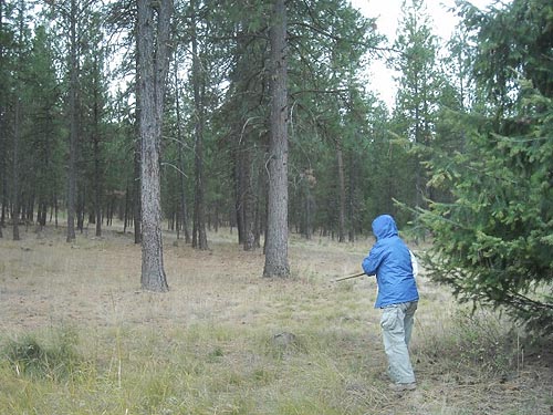 Laurel Ramseyer hunts pine cones, Haynes Estate Conservation Area, Spokane County, Washington