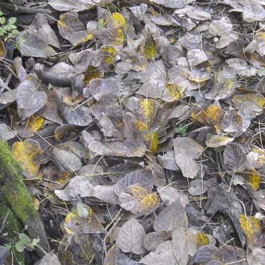 unproductive leaf litter by Little Spokane River, Haynes Estate Conservation Area, Spokane County, Washington