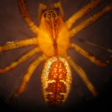 linyphiid sheetweb spider Pityohypghantes minidoka from fir tree, Haynes Estate Conservation Area, Spokane County, Washington