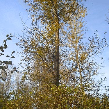 cottonwood tree Populus trichocarpa along Little Spokane River, Haynes Estate Conservation Area, Spokane County, Washington